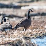 A Canada goose keeps watch as others rest, Mendenhall Wetlands State Game Refuge. (Courtesy Photo / Kenneth Gill, gillfoto)