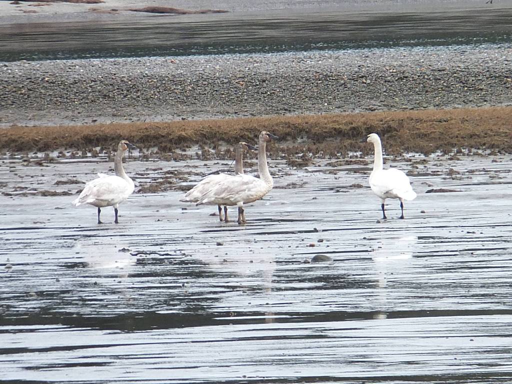 Swabs were seen at the Eagle Beach picnic area on March 25. (Courtesy Photo / Gary Miller)