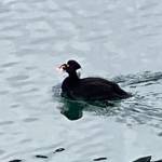 A surf scoter cruises through the downtown boat harbor on March 4. (Courtesy Photo / Denise Carroll)