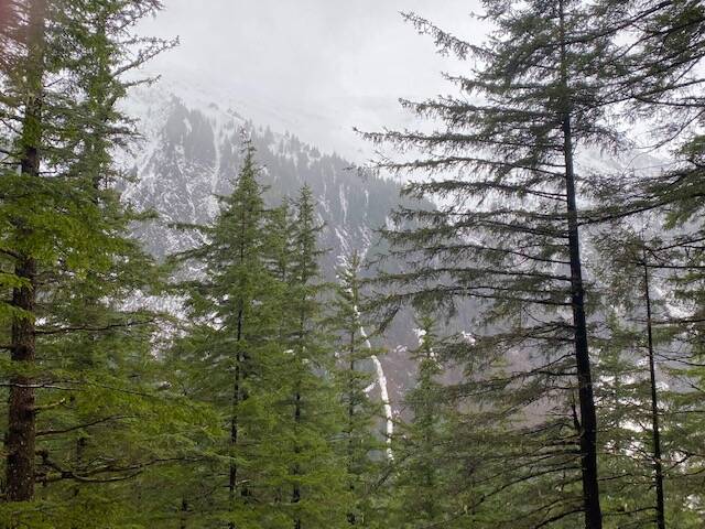From the trail up Mount Roberts we hear and see a long narrow avalanche cascade down Mount Juneau on March 12. (Courtesy Photo / Denise Carroll)