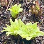 Early blossoming butterbur is a shrub whose leaves grow to the size of elephant ears on March 11. (Courtesy Photo / Denise Carroll)