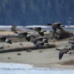 Canada geese fly on March 9 at Mendenhall Wetlands. (Courtesy Photo / Carolyn Kelley)