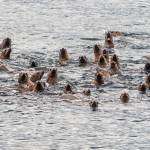 A large group of Sea Lions (15 of which did not fit in picture) Fritz Cove by North Douglas, Southeast Alaska. (Courtesy Photo / Kenneth Gill, gillfoto)