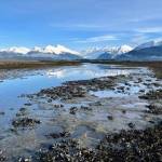 Lovely morning to be out on the Mendenhall Wetlands, wrote Bill Andrews of this March 3 photo. (Courtesy Photo / Bill Andrews)