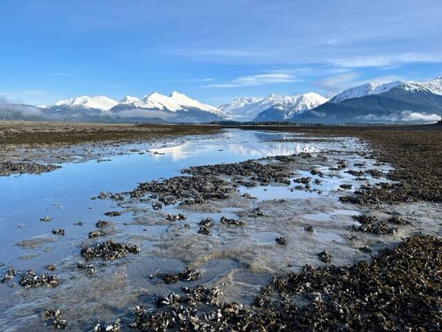 Lovely morning to be out on the Mendenhall Wetlands, wrote Bill Andrews of this March 3 photo. (Courtesy Photo / Bill Andrews)