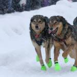 Sled dogs on the team of musher Ryan Redington run through newly fallen snow in downtown Anchorage, Alaska, on Saturday, March 5, 2022, during the ceremonial start of the Iditarod Trail Sled Dog Race. The competitive start of the nearly 1,000-mile race will be held March 6, 2022, in Willow, Alaska, with the winner expected in the Bering Sea coastal town of Nome about nine days later. (AP Photo / Mark Thiessen)
