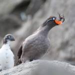 Gary S. Drew / United States Geological Survey
This photo shows a least and crested auklet on Kasatochi Volcano in 2012.