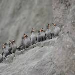 Gary S. Drew / United States Geological Survey
Crested auklets stand in a line on ash mud of Kasatochi Volcano.