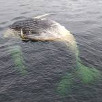 A dead whale previously seen and necropsied on a small island near Angoon was spotted afloat on March 3. The cuts visible come from the necropsy effort, said a NOAA official. (Larry Talley / Courtesy photo)