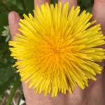This photo shows a dandelion. During springs root season, people dig up and dry dandelion root, then ground it for coffee, claiming its a good substitute. writes Yéilk Vivian Mork. (Yéilk Vivian Mork / For the Capital City Weekly)