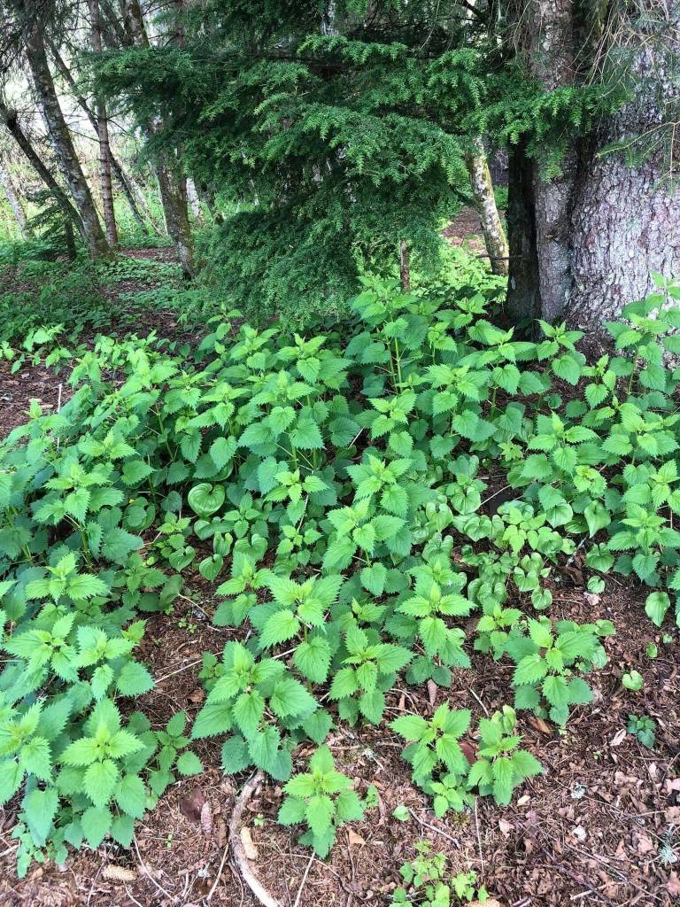 Yéilk Vivian Mork / For the Capital City Weekly
This photo shows nettles. Nettles contain formic acid which can cause swelling and a rash. Care is advised when harvesting.