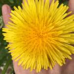 This photo shows a dandelion. "During spring’s root season, people dig up and dry dandelion root, then ground it for coffee, claiming it’s a good substitute." writes By Yéilk’ Vivian Mork. (Yéilk’ Vivian Mork / For the Capital City Weekly)