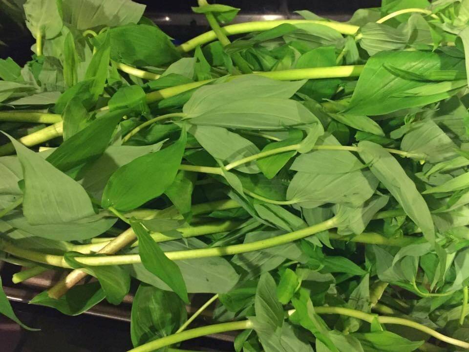 This photo shows watermelon berry shoots. The plant is also called twisted stalk and wild cucumber (Yéilk Vivian Mork / For the Capital City Weekly)
