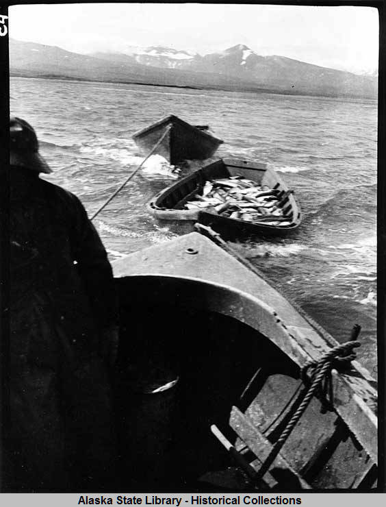 A catch of red salmon headed for the cannery, Chignik, 1940. (Alaska State Historical Collections, Leslie Melvin Collection of Alaskan Photographs)