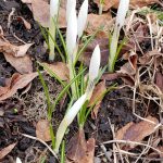 Crocus on a sun-warmed bank come up early in March (Courtesy Photo / Pam Bergeson)