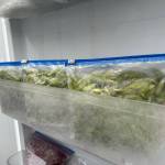 Spruce tips preserved in freezer baggies. (Vivian Faith Prescott / For the Capital City Weekly)