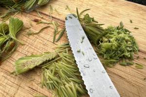 Left of knife: removing and chopping only needles, leaving the center stem. Right of knife: chopping the whole spruce tip including the stem. (Vivian Faith Prescott / For the Capital City Weekly)
