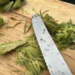 Left of knife: removing and chopping only needles, leaving the center stem. Right of knife: chopping the whole spruce tip including the stem. (Vivian Faith Prescott / For the Capital City Weekly)