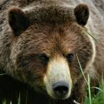 Roughly a third of Alaskas 30,000 brown bears live in Bristol Bay and the Alaska Peninsula. (Courtesy Photo / Bjorn Dihle)