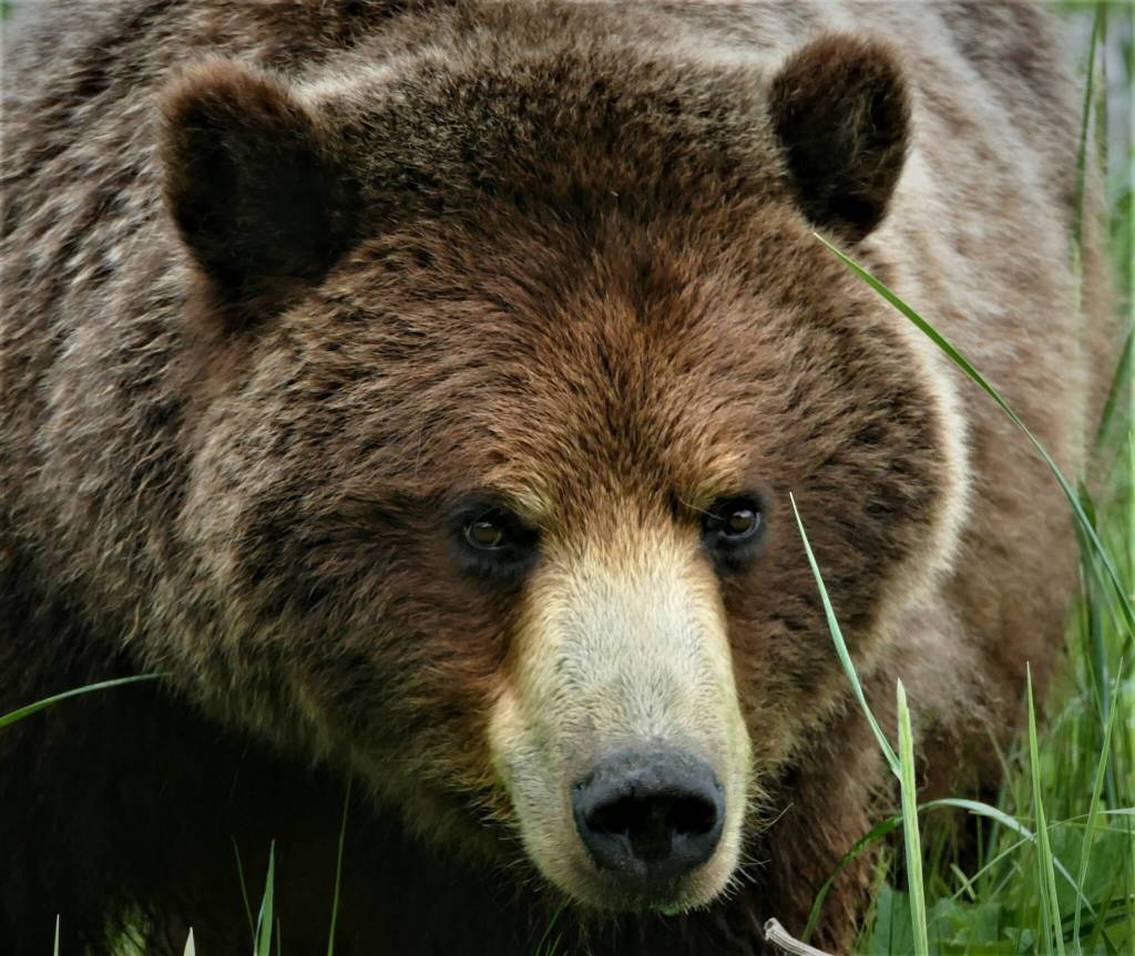 Roughly a third of Alaskas 30,000 brown bears live in Bristol Bay and the Alaska Peninsula. (Courtesy Photo / Bjorn Dihle)