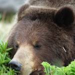 A brown bear sleeps after taking a break from grazing on spring vegetation. (Courtesy Photo / Bjorn Dihle)