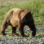 A brown bear eagerly heads to a creek after the first schools of salmon of the year arrive to spawn. (Courtesy Photo / Bjorn Dihle)