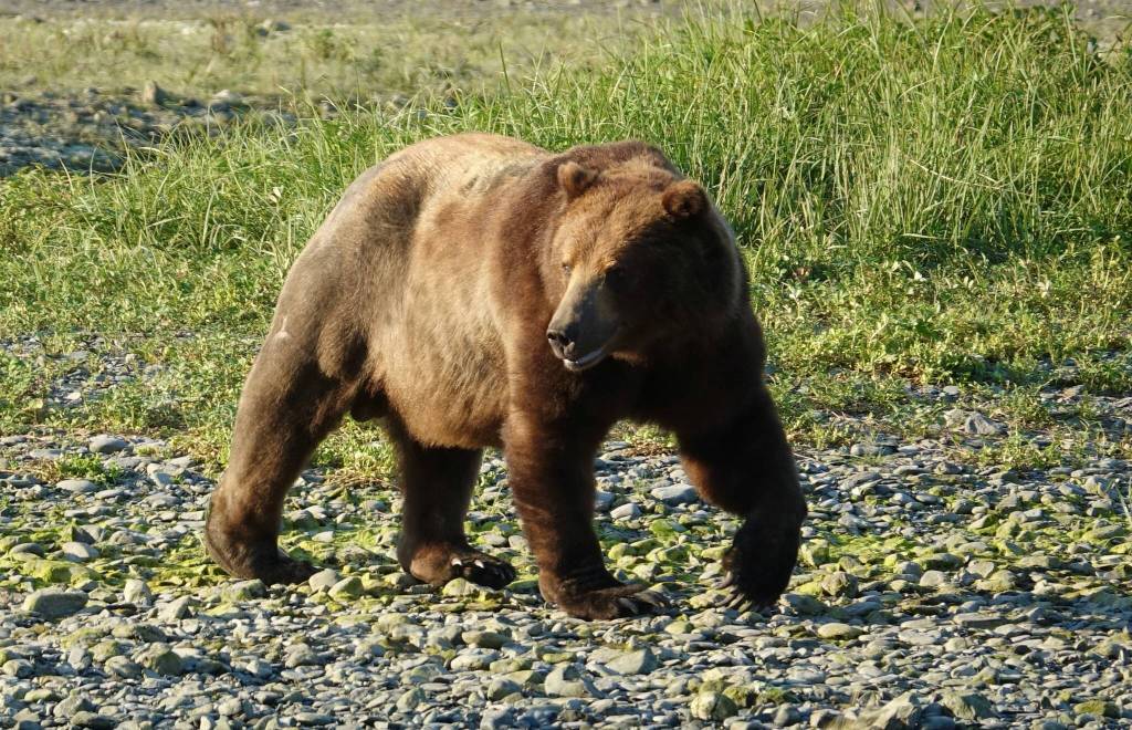A brown bear eagerly heads to a creek after the first schools of salmon of the year arrive to spawn. (Courtesy Photo / Bjorn Dihle)