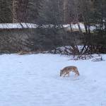 An injured coyote with only three usable legs has survived over a year, hunting small mammals. (Courtesy Photo / Cheryl Cook)