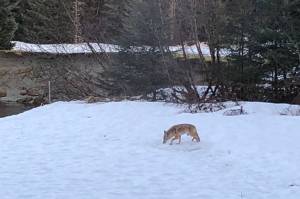 An injured coyote with only three usable legs has survived over a year, hunting small mammals. (Courtesy Photo / Cheryl Cook)