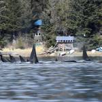 Orcas swim near the the shore of Kupreanof Island on April 26. (Courtesy Photo / Joe Sebastian)