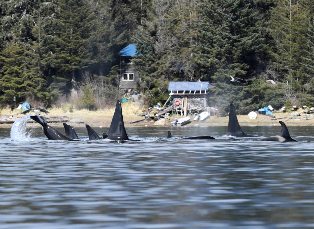 Orcas swim near the the shore of Kupreanof Island on April 26. (Courtesy Photo / Joe Sebastian)