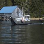 Orcas swim near the the shore of Kupreanof Island on April 26. (Courtesy Photo / Joe Sebastian)