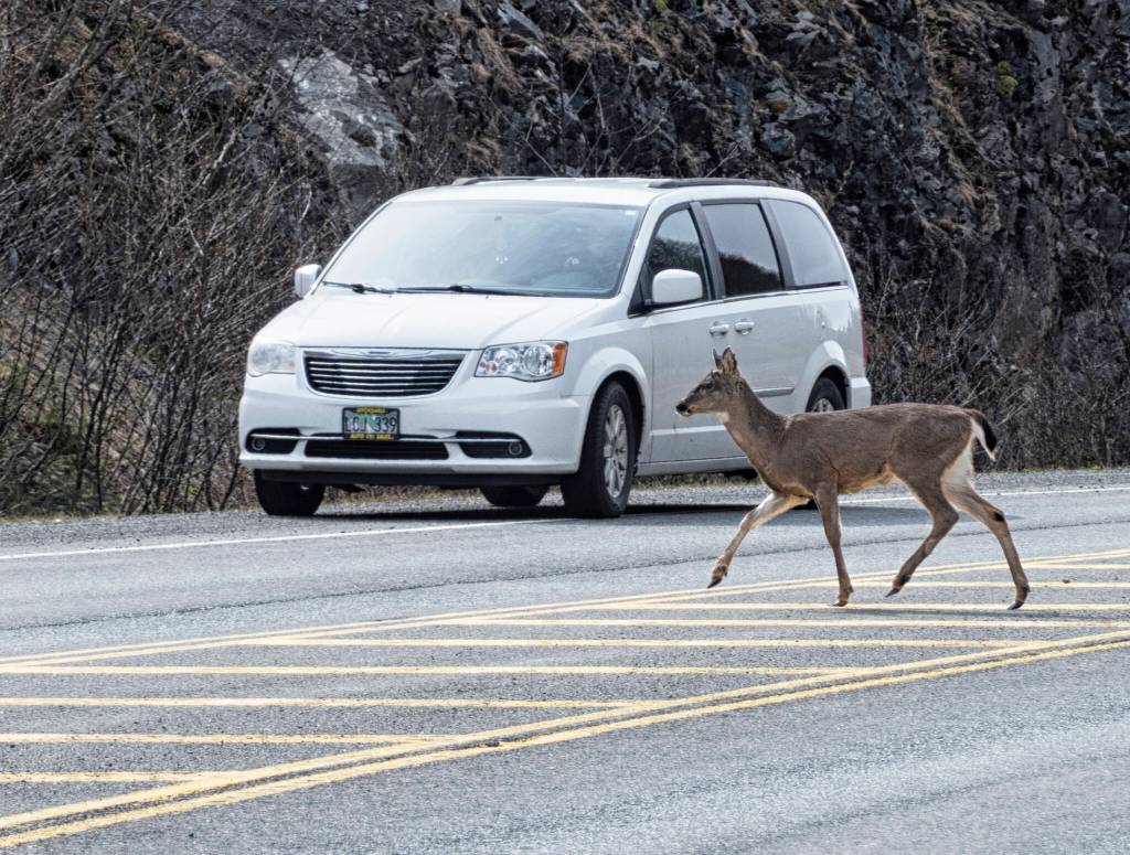 That time of year - Slow down for Wildlife, writes Kenneth Gill of this photo taken near the Auke Recreation area. (Courtesy Photo / Kenneth Gill, gillfoto)