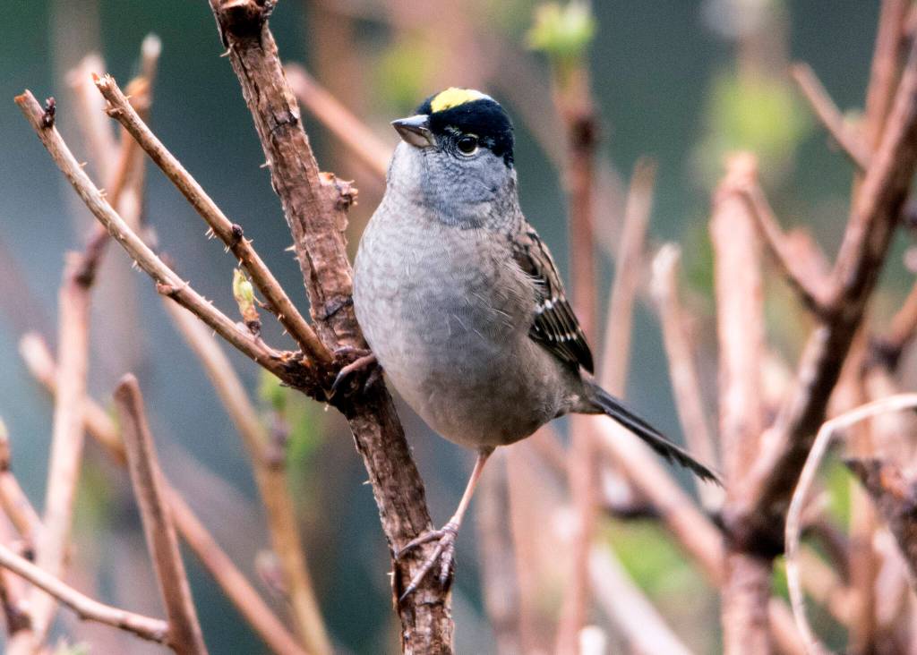 A golden-crowned sparrow visits garden out at 15 mile. (Courtesy Photo / Kenneth Gill, gillfoto)