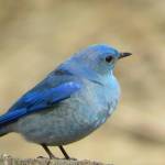 This photo shows a mountain bluebird on the Wetlands on April 19. (Courtesy Photo / Cynthia Donaldson)