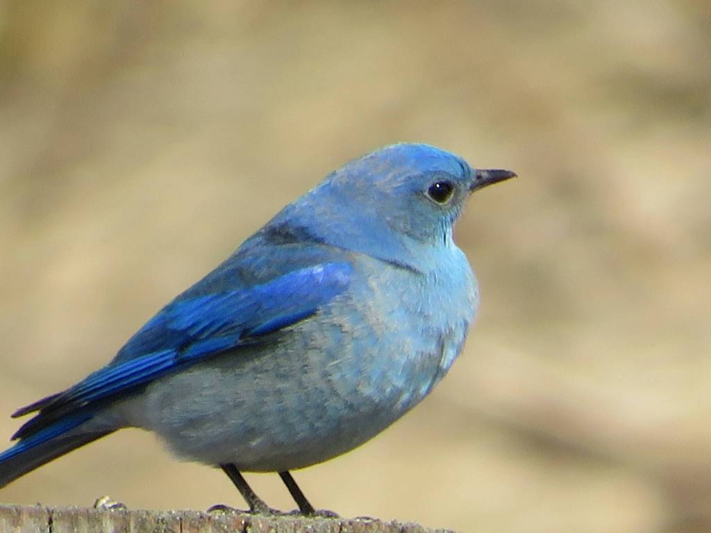 This photo shows a mountain bluebird on the Wetlands on April 19. (Courtesy Photo / Cynthia Donaldson)