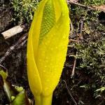 Skunk cabbage: The first sign of spring as seen at Norway Point on March 30. (Courtesy Photo / Denise Carroll)