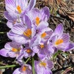 Blushing spring crocus seen near Centennial Hall on April 10, 2022. (Courtesy Photo / Denise Carroll)