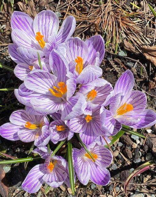 Blushing spring crocus seen near Centennial Hall on April 10, 2022. (Courtesy Photo / Denise Carroll)