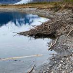 The beavers are busy on the shore of Mendenhall lake. (Courtesy Photo / Denise Carroll)