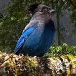 A Stellers jay on Chicken Ridge seen on April 28. (Courtesy Photo / Denise Carroll)