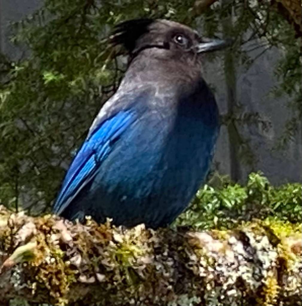 A Stellers jay on Chicken Ridge seen on April 28. (Courtesy Photo / Denise Carroll)