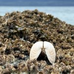 This photo was taken on the Bluff Trail at the end of North Douglas. (Courtesy Photo / Deana Barajas)