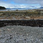 This photo was taken in early April on the Point Bridget Trail. (Courtesy Photo / Deana Barajas)