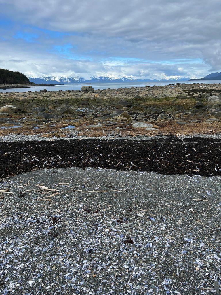 This photo was taken in early April on the Point Bridget Trail. (Courtesy Photo / Deana Barajas)