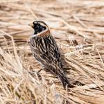 This photo shows a Lapland longspur, (breeding color) on the Mendenhall Wildlife Game Refuge, Juneau, Southeast Alaska. (Courtesy Photo / Kenneth Gill, gillfoto)
