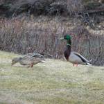 This photo shows a pair of mallards on the bank of the Mendenhall River on April 6. (Courtesy Photo / David Athearn)