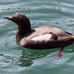 A pigeon guillemot paddles in between docks, Gastineau Channel, Juneau. (Courtesy Photo / Kenneth Gill, gillfoto)