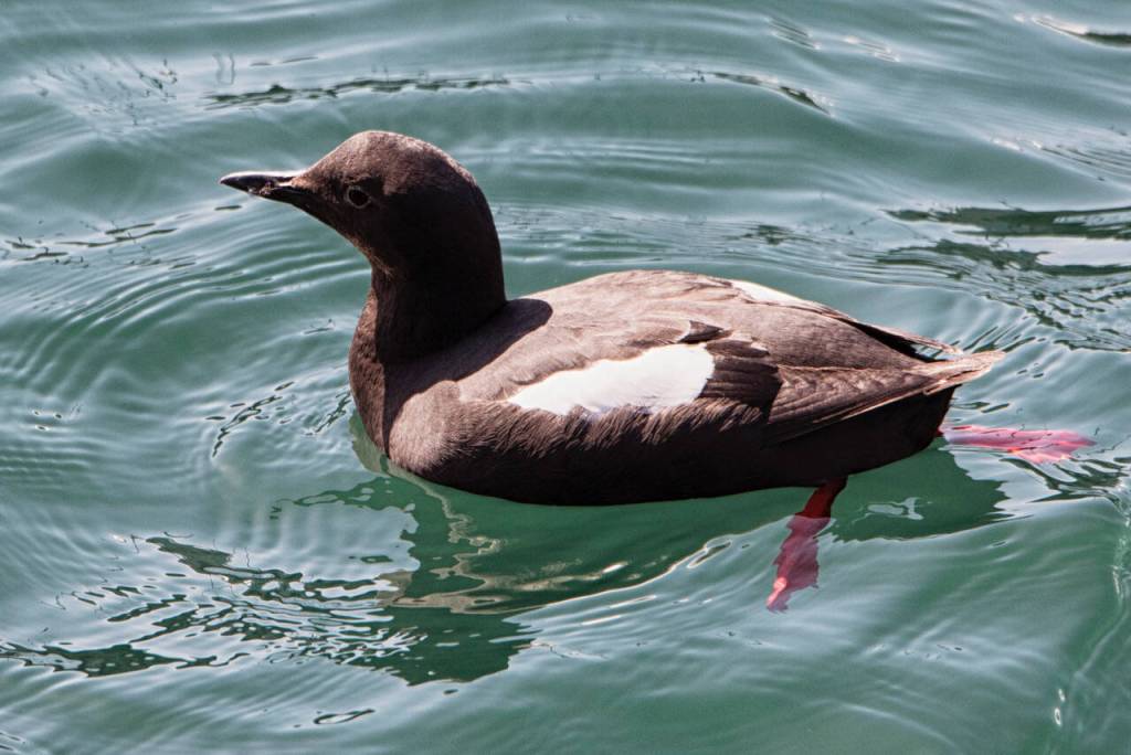 A pigeon guillemot paddles in between docks, Gastineau Channel, Juneau. (Courtesy Photo / Kenneth Gill, gillfoto)