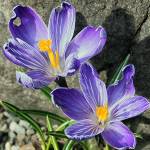 Spring is in the air, a crocus from out the road. (Courtesy Photo / Kenneth Gill, gillfoto)